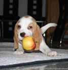 Beaglewelpe hebt Apfel